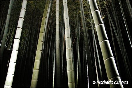 19--2005_05_japon_1_kyoto_170